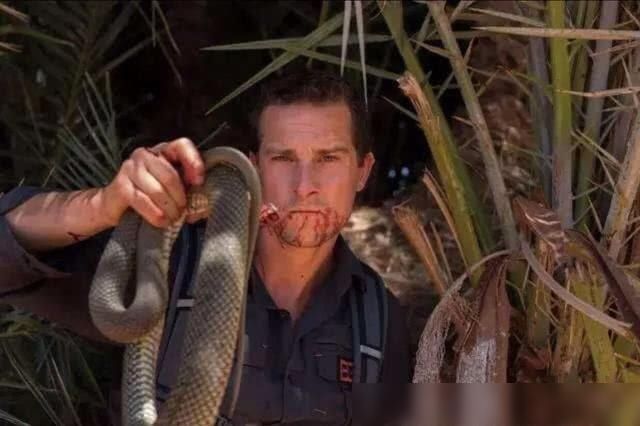 解雇|当年爆红“站在食物链顶端”的贝爷,为何突然不见了