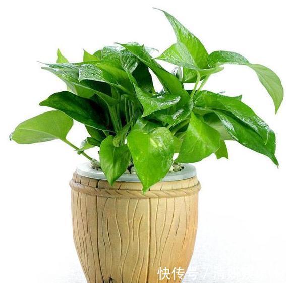 甲醛|别被卖花的忽悠了！有7种绿植才能去甲醛，放心入住新家