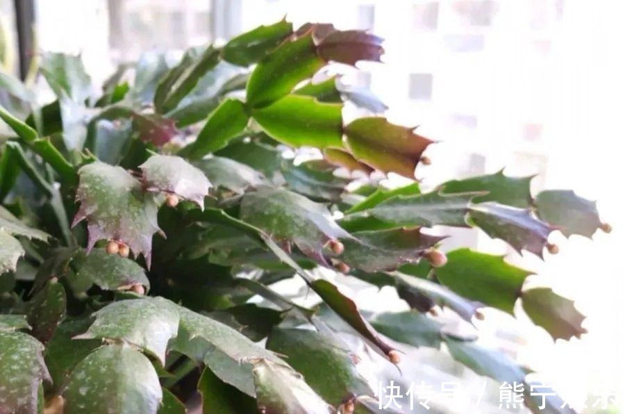 这花开完叶子就变皱赶紧修剪、施肥,不然长不大!