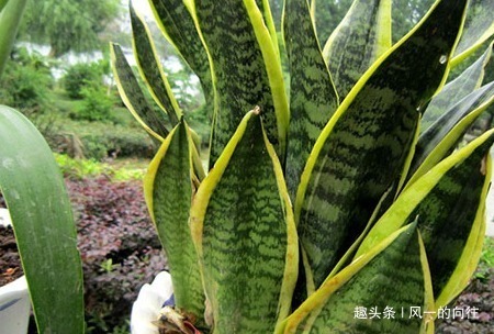 家养|家养虎皮兰总是长不好学会这三个小技巧,蹭蹭止不住的往上长