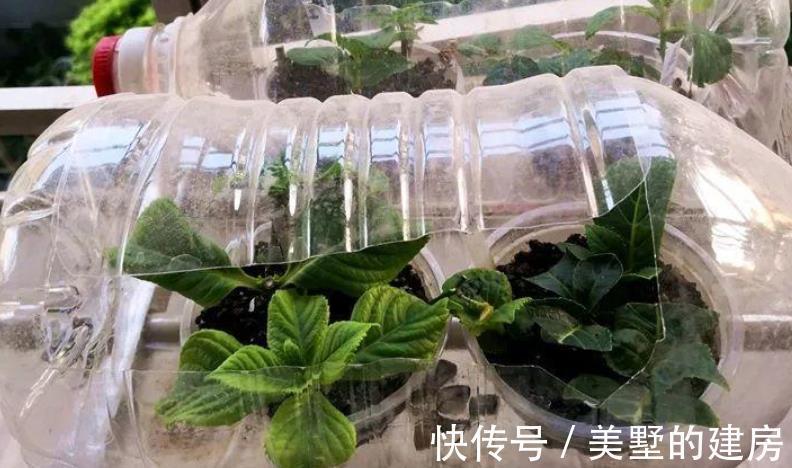 养花|于养花人而言,空油桶是什么?