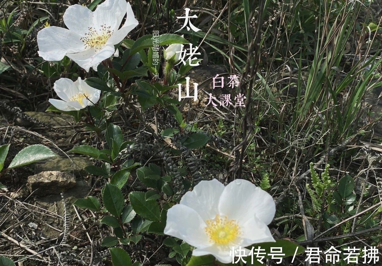 涨知识&新白茶为什么会有青味?这是好是坏,看完涨知识了