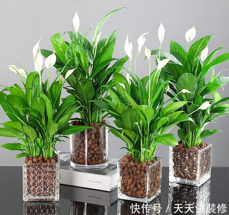 光照|3种“耐阴花”，适合北阳台，不见太阳也能开花，四季轮流开不断
