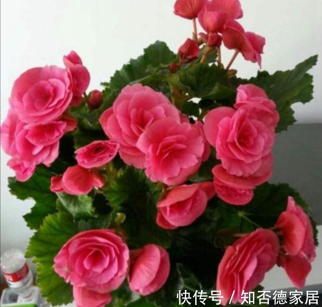 死翘翘|5种“降价花”,九月不要买,买了养不好,白白浪费钱