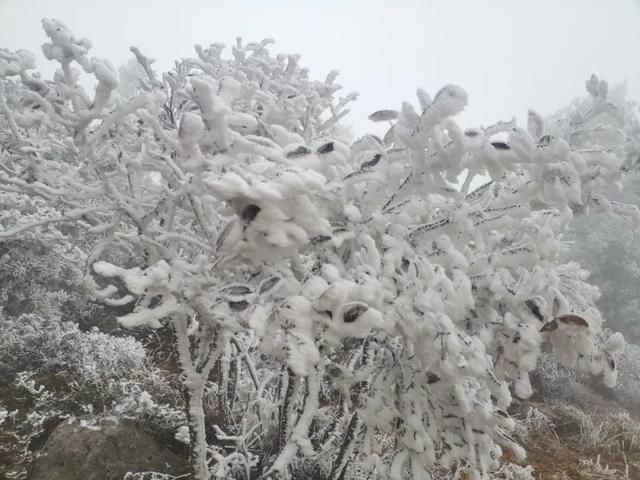 西翥街道|五华区西翥街道下雪啦！快来西翥打卡