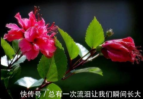 秋天6种花随便扦插都能活，生根发芽快，家里已经没空花盆啦