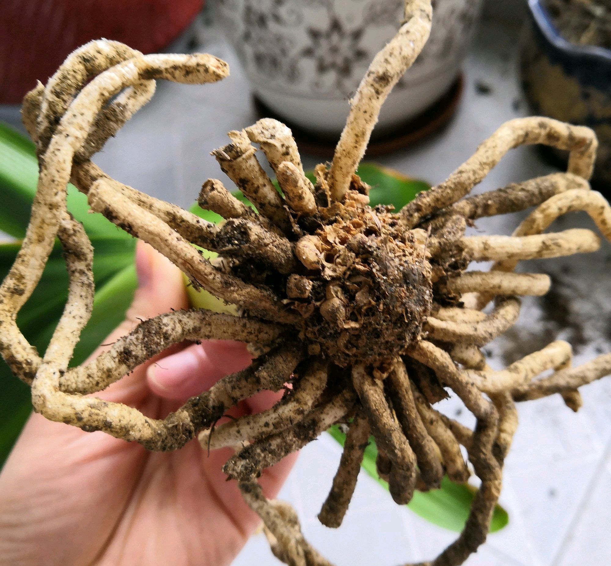 烂根的君子兰水苔捂一捂,发根很轻松,只需3个月,小白根爆盆