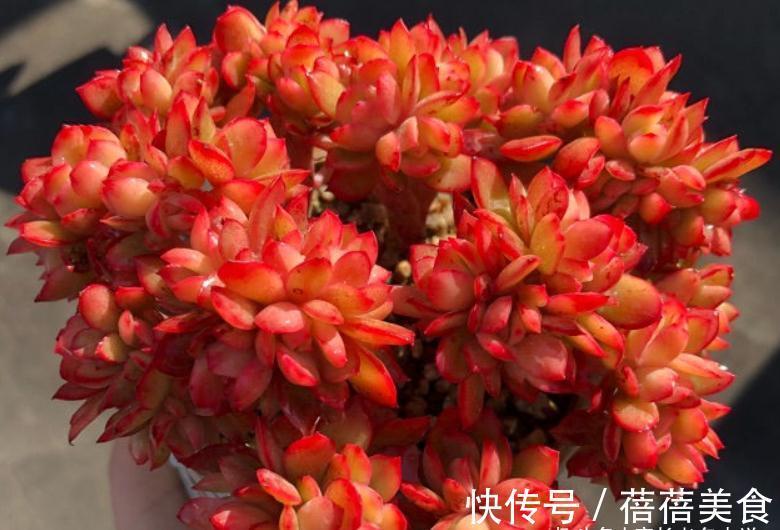 11月份买什么多肉好?当然要买这7款容易上色的多肉,服盆就变美