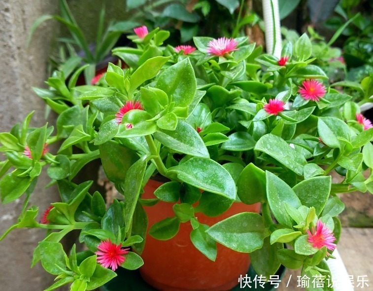 养殖|吊兰可是一个大家族，4个常见品种，能观叶能赏花！