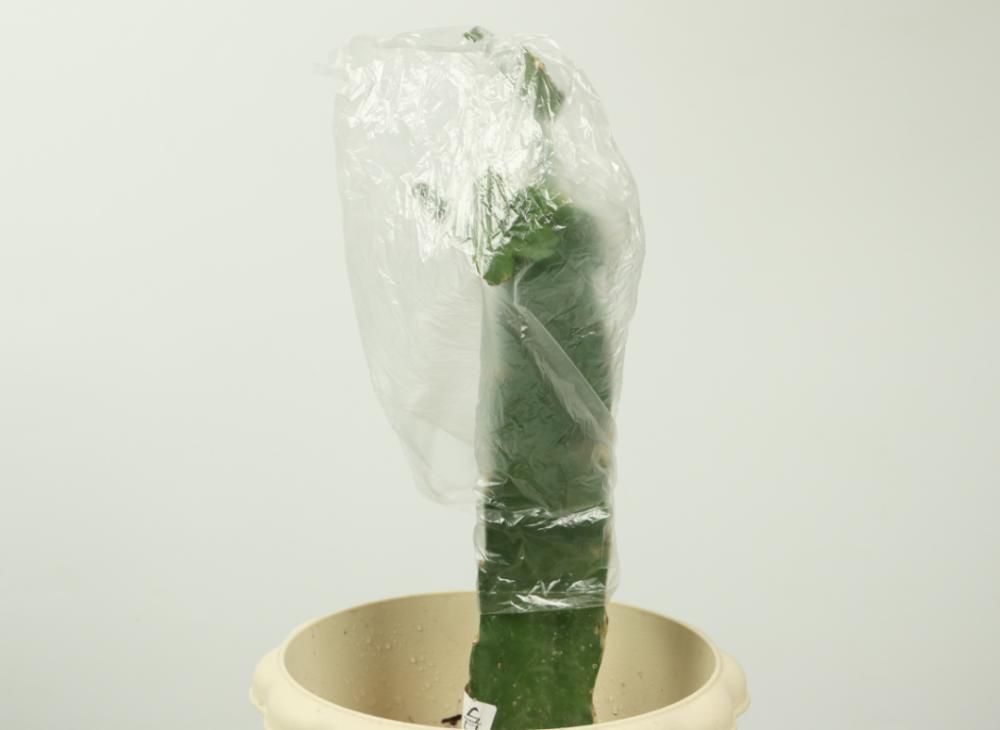 养护蟹爪兰，要注意8个要点，才能开出仙气飘飘花