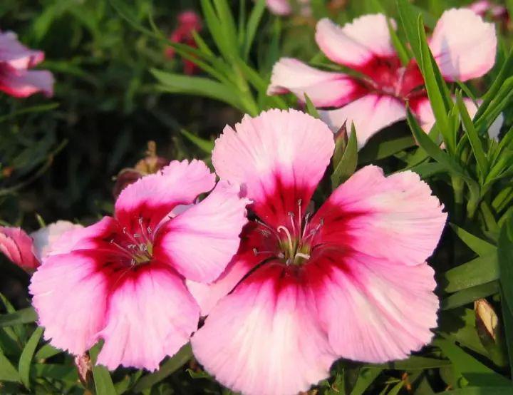 长春花|养花试试这几款,可以用叶片来扦插,甚至枝条泡水里就能长根