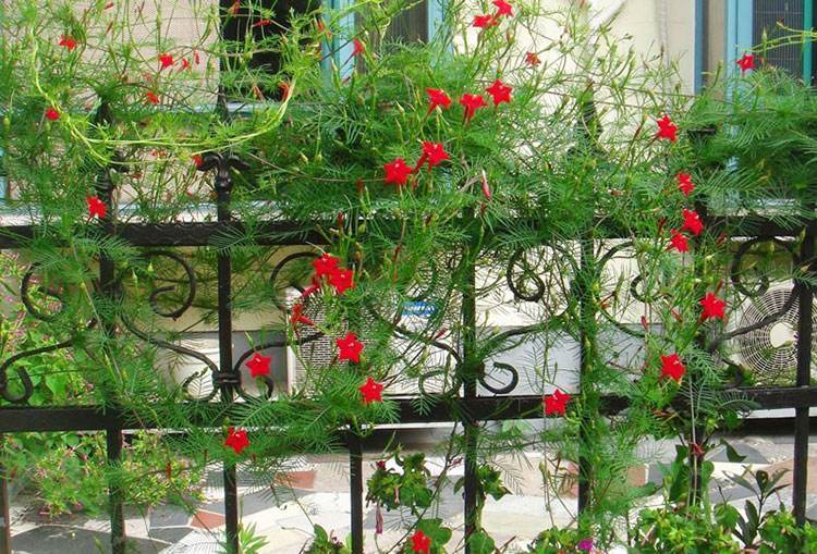 花开时节$红心闪闪惹人爱——茑萝