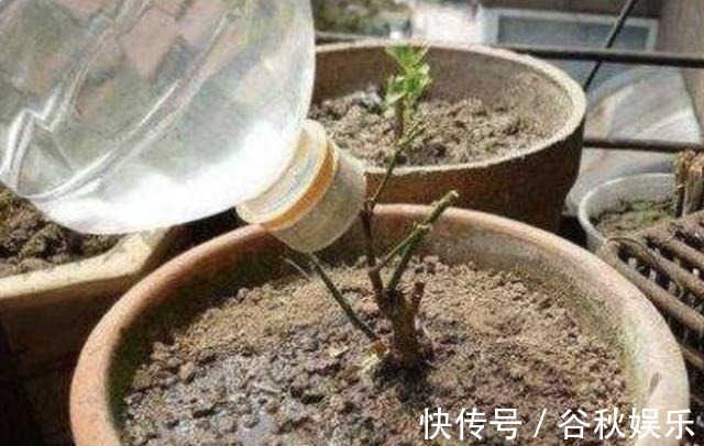 gt|磷酸二氢钾“使用方法”!怎么用什么时候用,有不少注意事项!