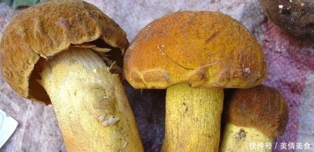 牛肝菌5种最好吃的做法,每种都简单美味,看看你喜欢吃哪种?