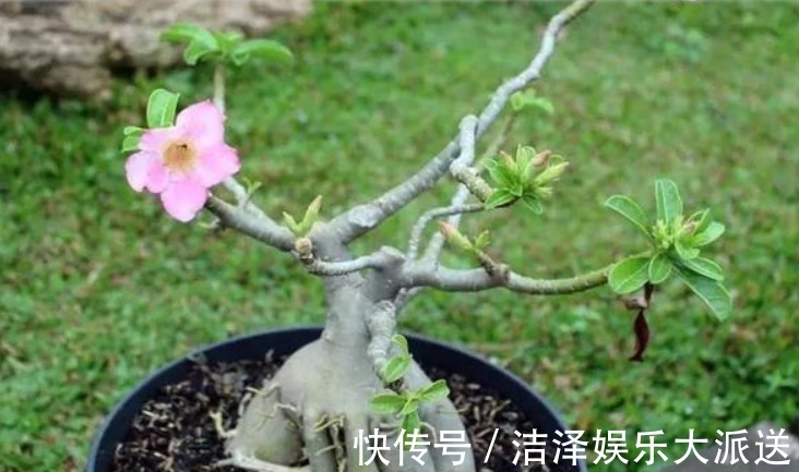 枫树|这“几种花”很便宜，养成“盆景”后，变身为“高价”盆栽！