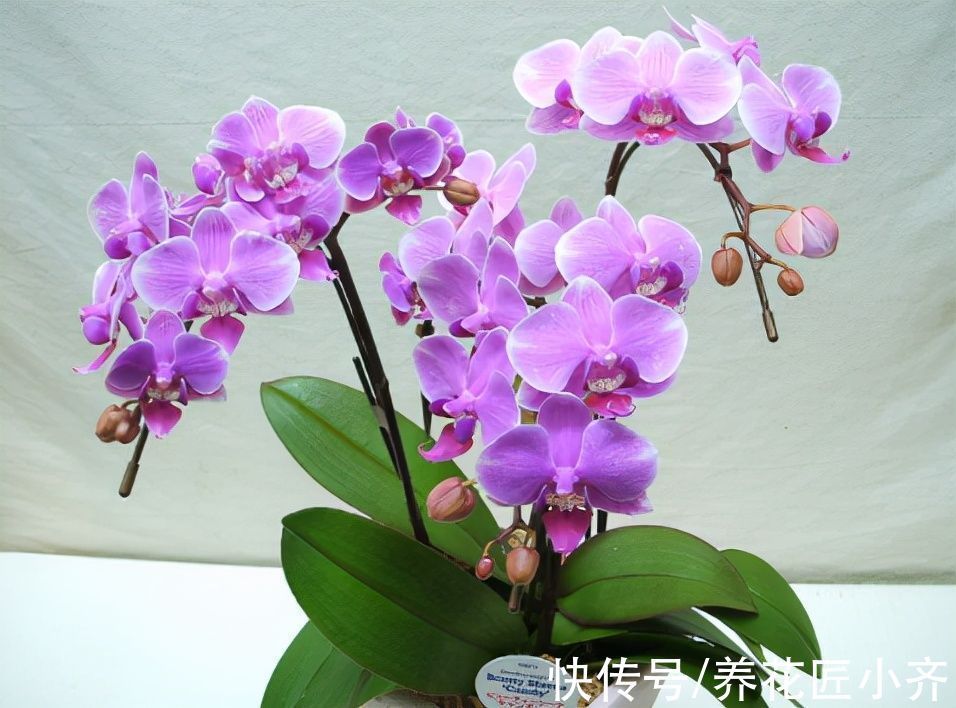 栽培|10种花中“贵货”太好看,打工仔“不舍得”买,等有钱要买一盆