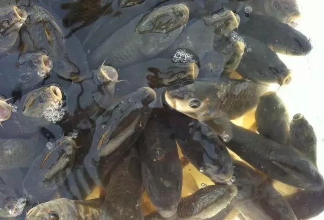 老钓位|大鱼都藏在这几个窝点,下竿就能上鱼,钓鱼高手都不轻易吐露