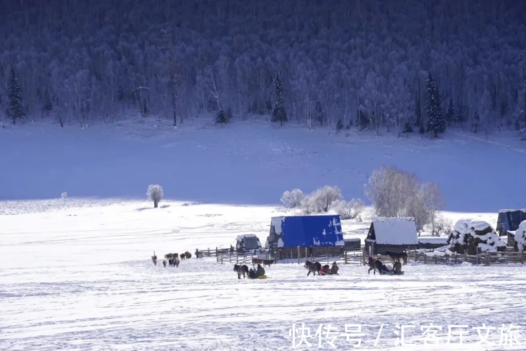 徒步|这个冬天想和你去喀纳斯：跳雪、滑雪、雪地疾驰、徒步雪域……