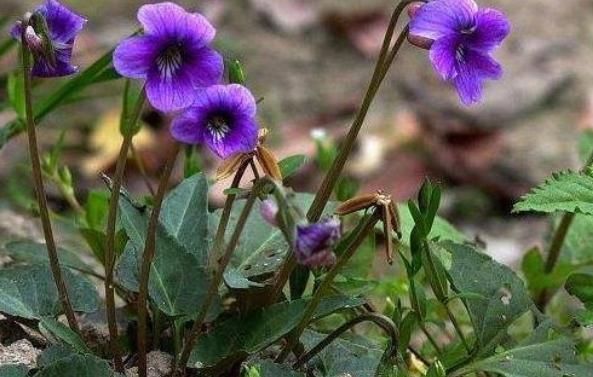 山林|山林里常见的“蛇头草”,人们避而远之,其实药用价值特别高