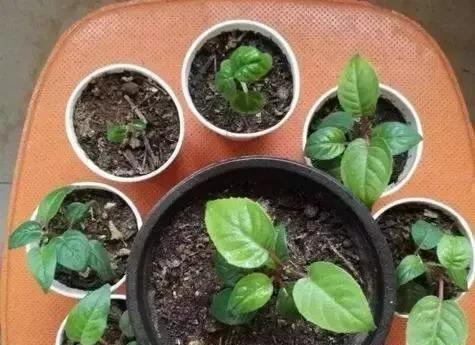 奇特|1种花,花型奇特,花期长,枝条插土10天能生根,比绿萝漂亮100倍