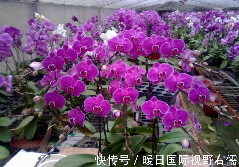 盆栽|5种“耐阴花”,养在北阳台上不见光,开花也很爆