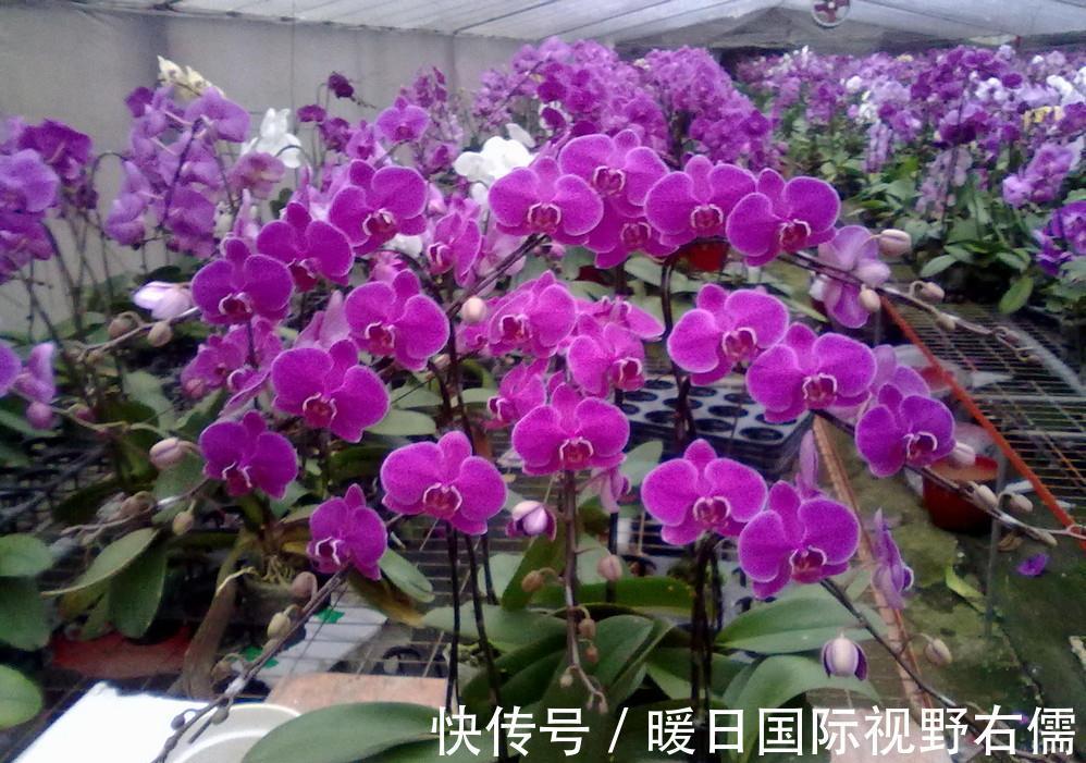 盆栽|5种“耐阴花”，养在北阳台上不见光，开花也很爆