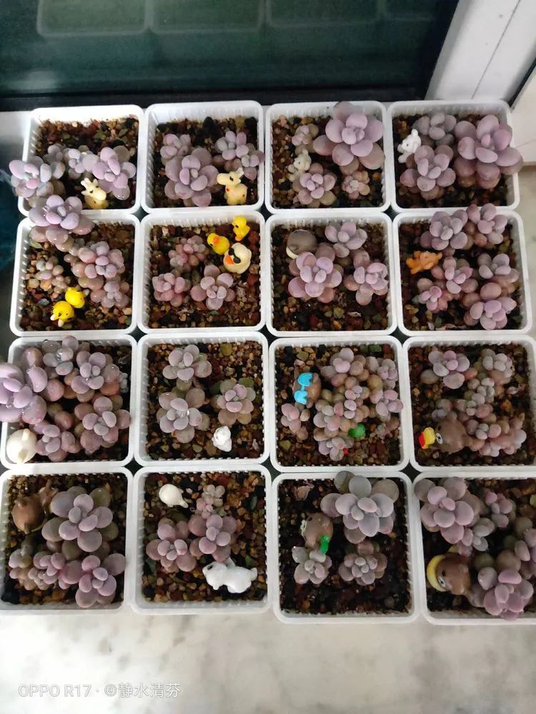 状态一般的多肉们，在我这儿已经是最美的存在了！