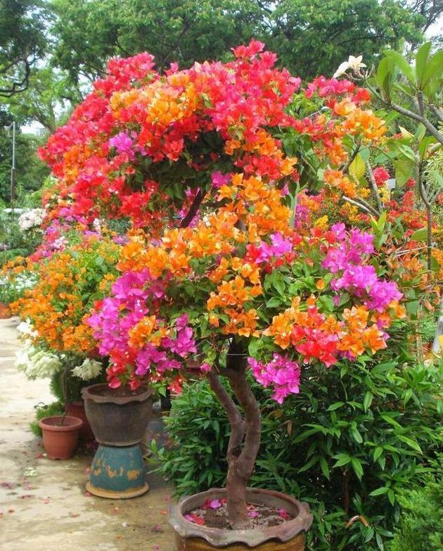 三角梅“老树桩”,嫁接注意4点,易成活,开出“五颜六色”花
