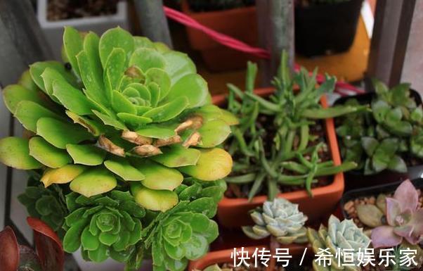 叶片|想要多肉老桩盆栽,养黑法师不如栽它,注意4点堪称天然净化器