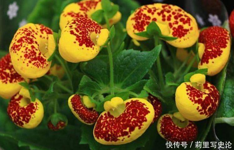 开花|4种花深受花友的喜欢,开花爆盆很简单,疯长不停超美的