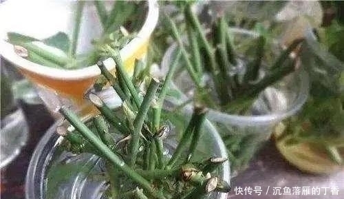 扦插|生根剂不用买，用家家都有的“小东西”，2分钟就能制出来
