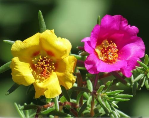  居家就养此款花卉，从年初开到年尾，花期长花量大，还特漂亮