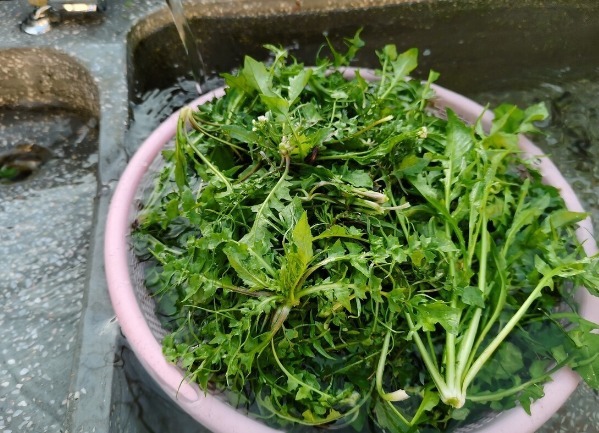 凉拌|65种野菜图片，带你认识不同的野菜和吃法，你想要的野菜这里都有