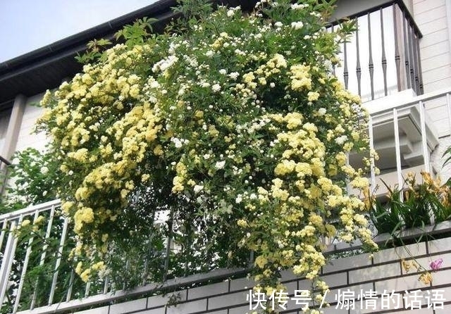 这种花不怕冷，好养易活，适合秋冬季节栽种，慢慢长成一片“海”