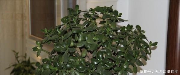 玉树|“耐干旱”的3种花，即使40天不浇水，一样“爆盆”，生长快！