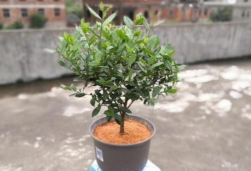 盆景|如何打造高端茶树盆景？园林大师：除了会修剪，还得懂配土、浇水