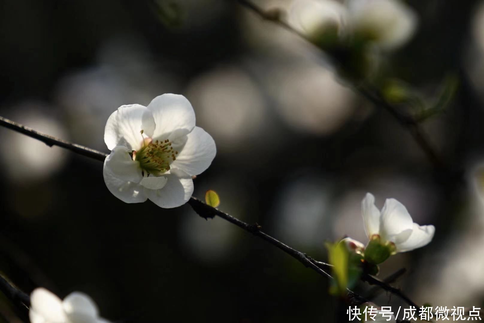 成都的春天真的来了，不信来看看