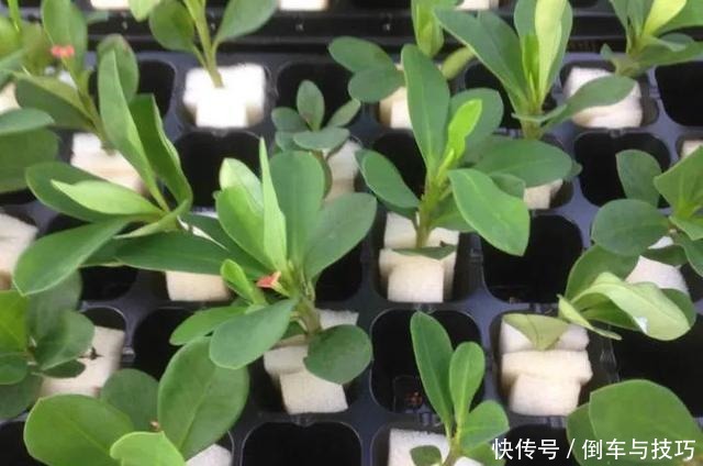 学会了这几点扦插技巧,随时随地扦插,棵棵都成活,非常简单!