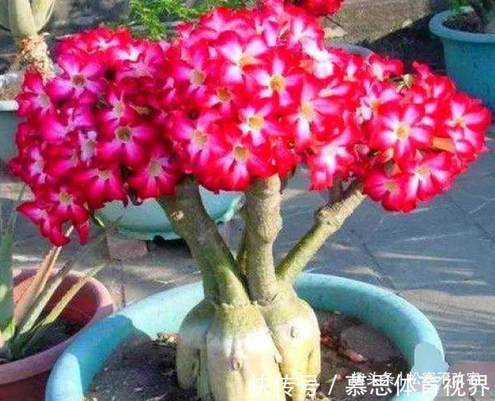 沙漠玫瑰沙漠玫瑰|养花就养这几款,旺财又养人,日子越过越好,值得拥有!