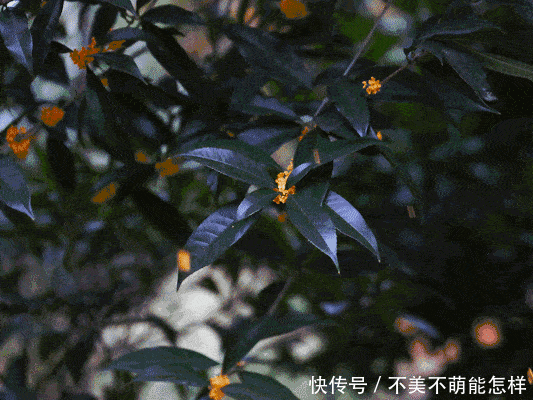 秋天|秋天,是桂花味的.....