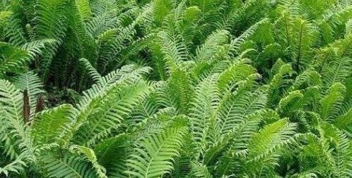 荚果蕨|农村人爱吃以下山野菜,是名贵中草药!专家:早看早知道