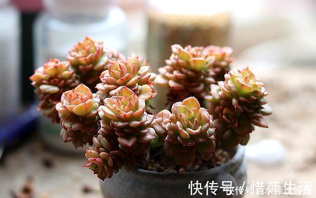 叶芯|夏季养多肉,“保命”是关键,做好4要点,轻松度过“生死劫”