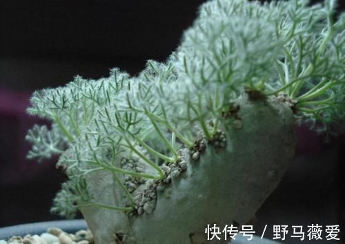 这4类多肉植物，终将被淘汰，因为价格实在太贵！