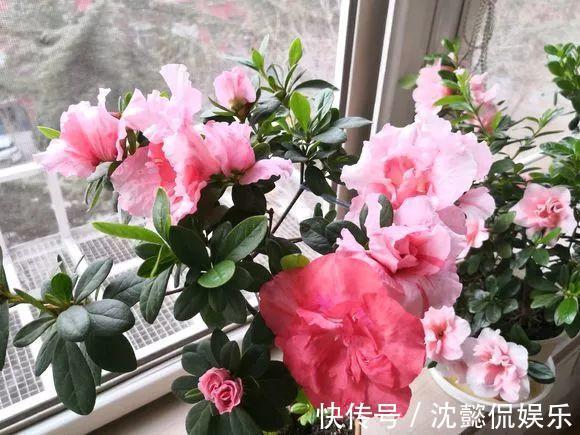 老花农1句话,茶花养的花大叶绿,比看书还长知识!