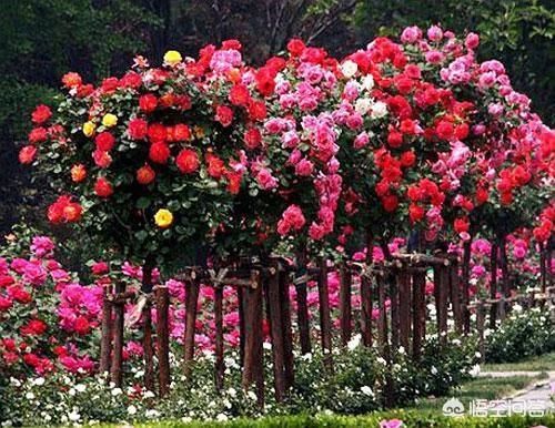 树状月季是用什么树做树桩？