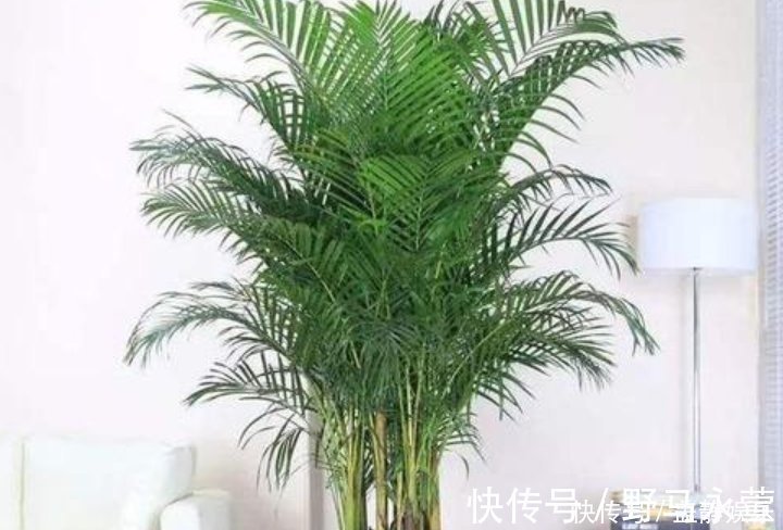 散尾葵|这4种花放在客厅,旺财旺运、身体健康,有钱人早就摆上了