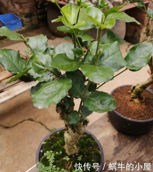 茉莉开花多不多,主要在三个细节工作,做得不到位补救还来得及