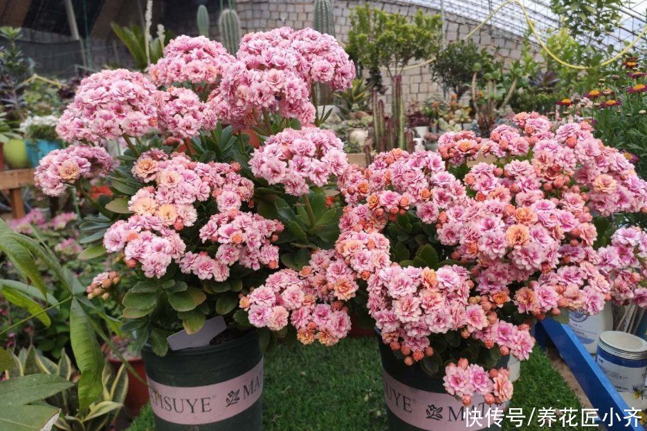 春天5种花，水一大就烂根，干透了再浇，懒人才能养好