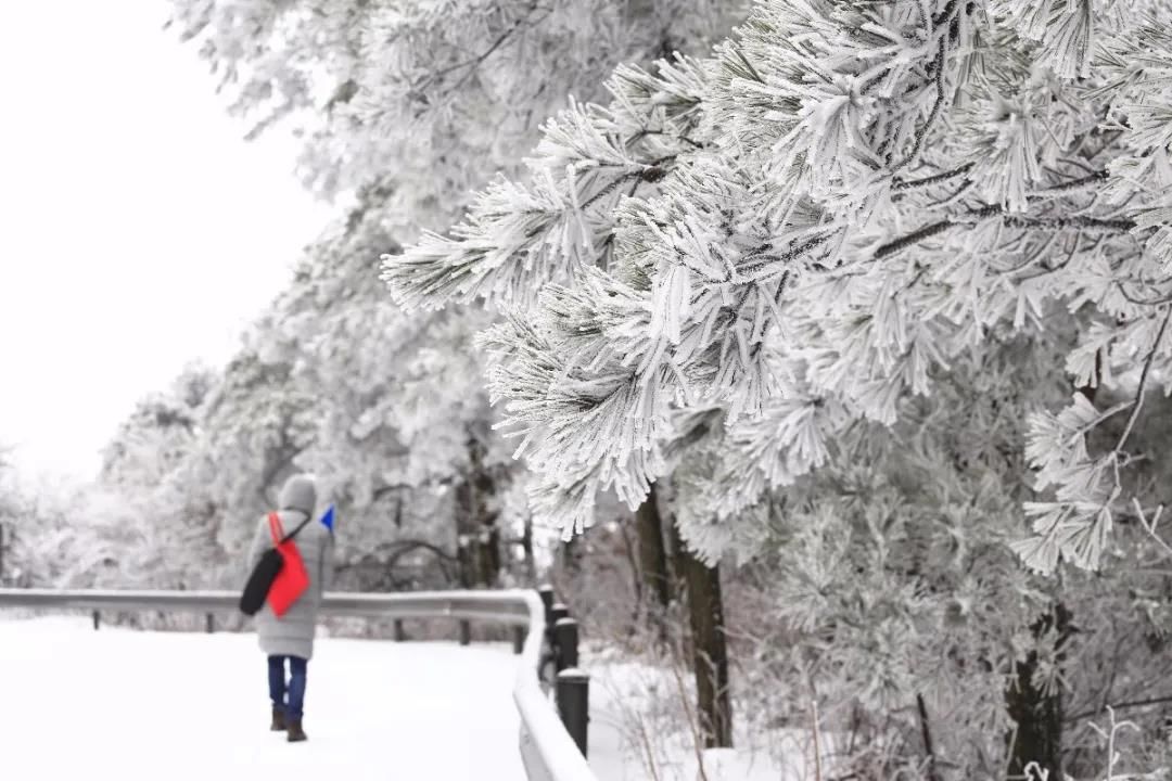 石梁美|一场初雪，天台石梁美成了画中仙~