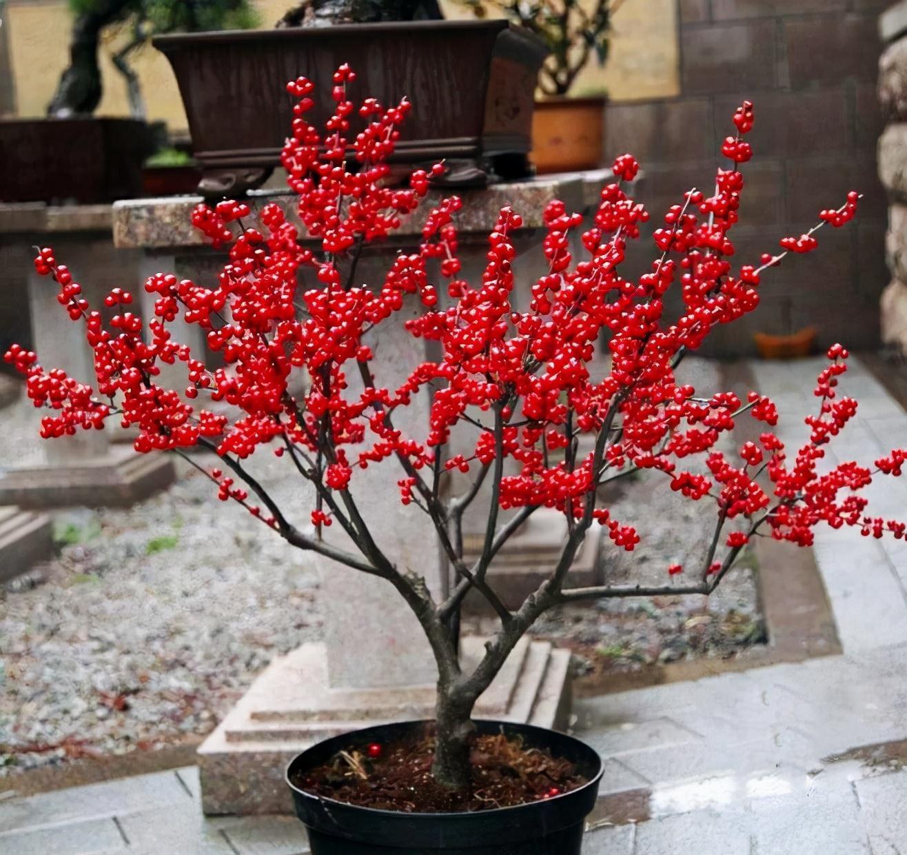 “年味十足”的11种花,颜值高寓意好,想买要趁早,晚了会涨价